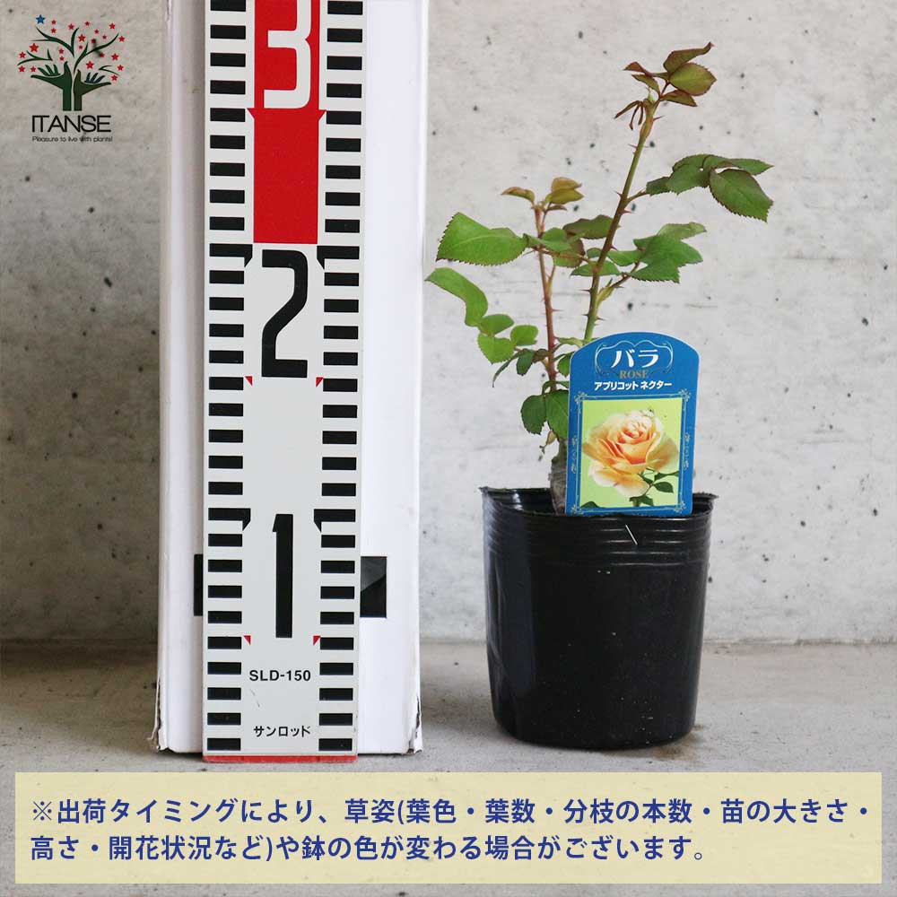薔薇の苗 アプリコットネクター (四季咲きフロリバンダローズ)【花苗新