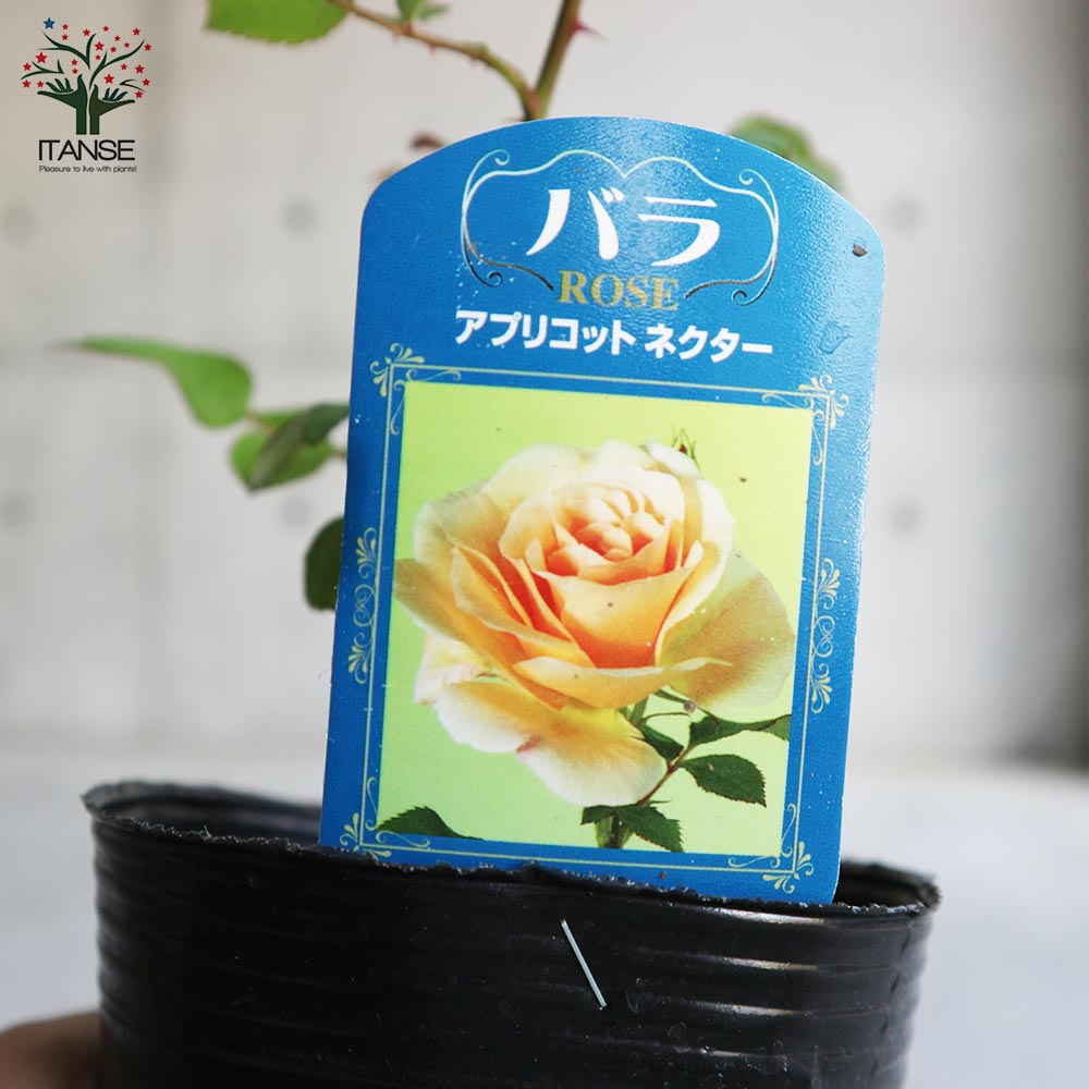 薔薇の苗 アプリコットネクター (四季咲きフロリバンダローズ)【花苗新