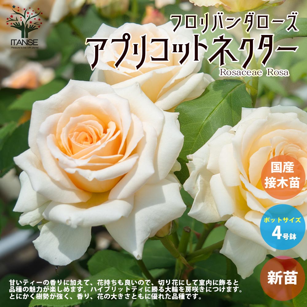 薔薇の苗 アプリコットネクター (四季咲きフロリバンダローズ)【花苗新苗4号ポット 国産接ぎ木苗／1個売り】