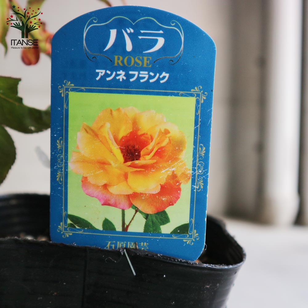 薔薇の苗 アンネフランク (四季咲きフロリバンダローズ)【花苗新苗4号 