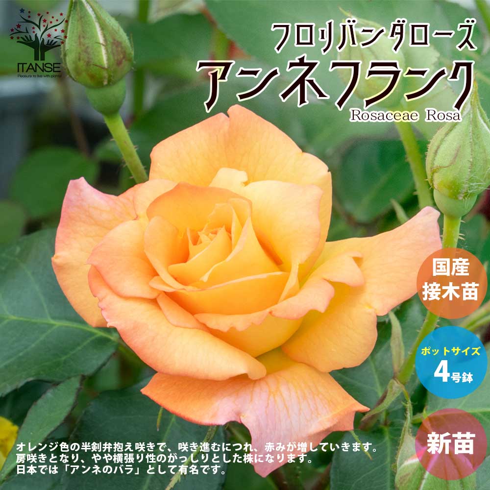 薔薇の苗 アンネフランク (四季咲きフロリバンダローズ)【花苗新苗4号ポット 国産接ぎ木苗／1個売り】