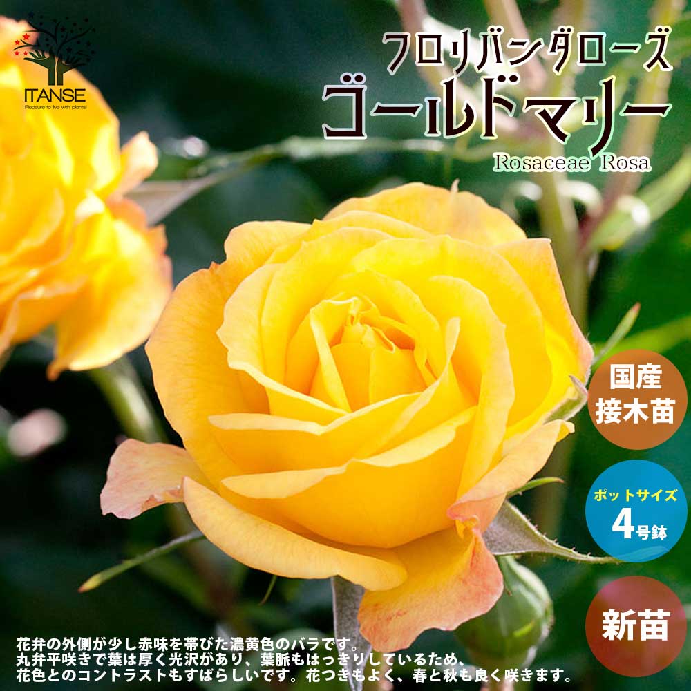 薔薇の苗 ゴールドマリー (四季咲きフロリバンダローズ)【花苗新苗4号ポット 国産接ぎ木苗／1個売り】