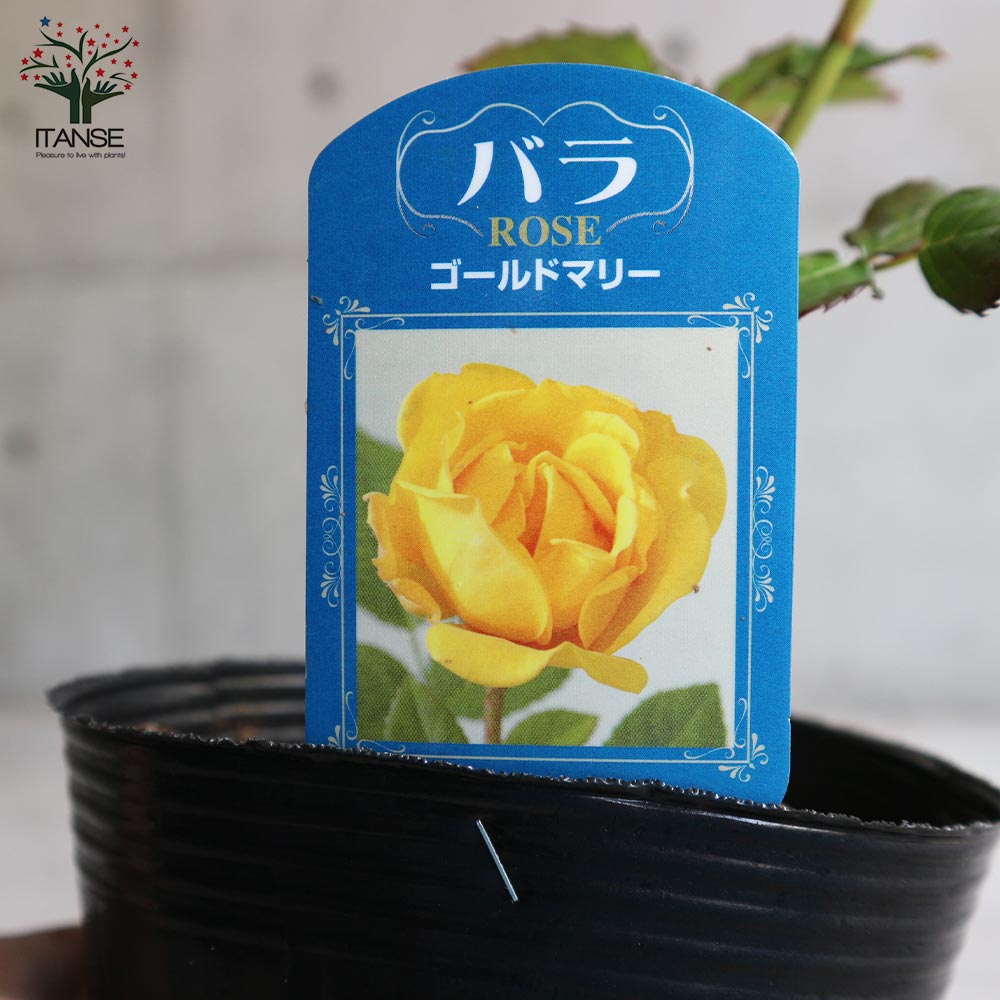 薔薇の苗 ゴールドマリー (四季咲きフロリバンダローズ)【花苗新苗4号