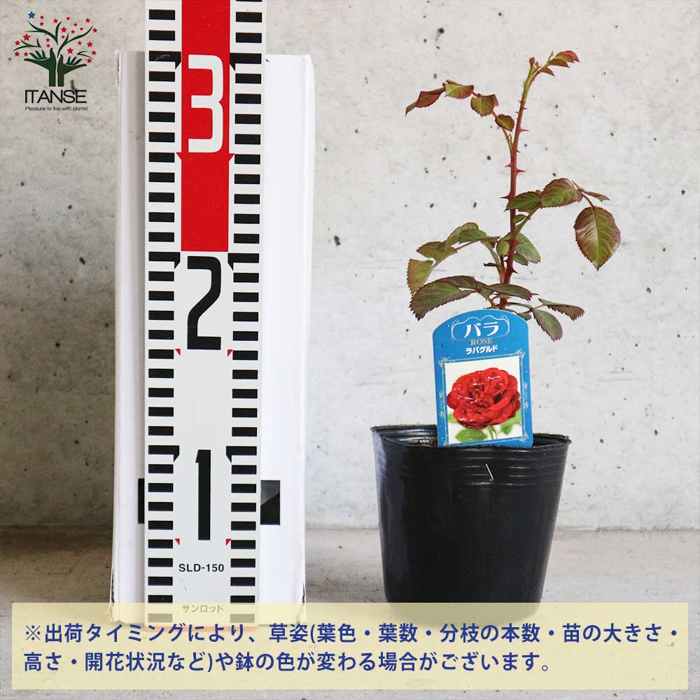 バラ苗木 薔薇の苗 ラバグルート (四季咲きフロリバンダローズ)【花苗新苗4号