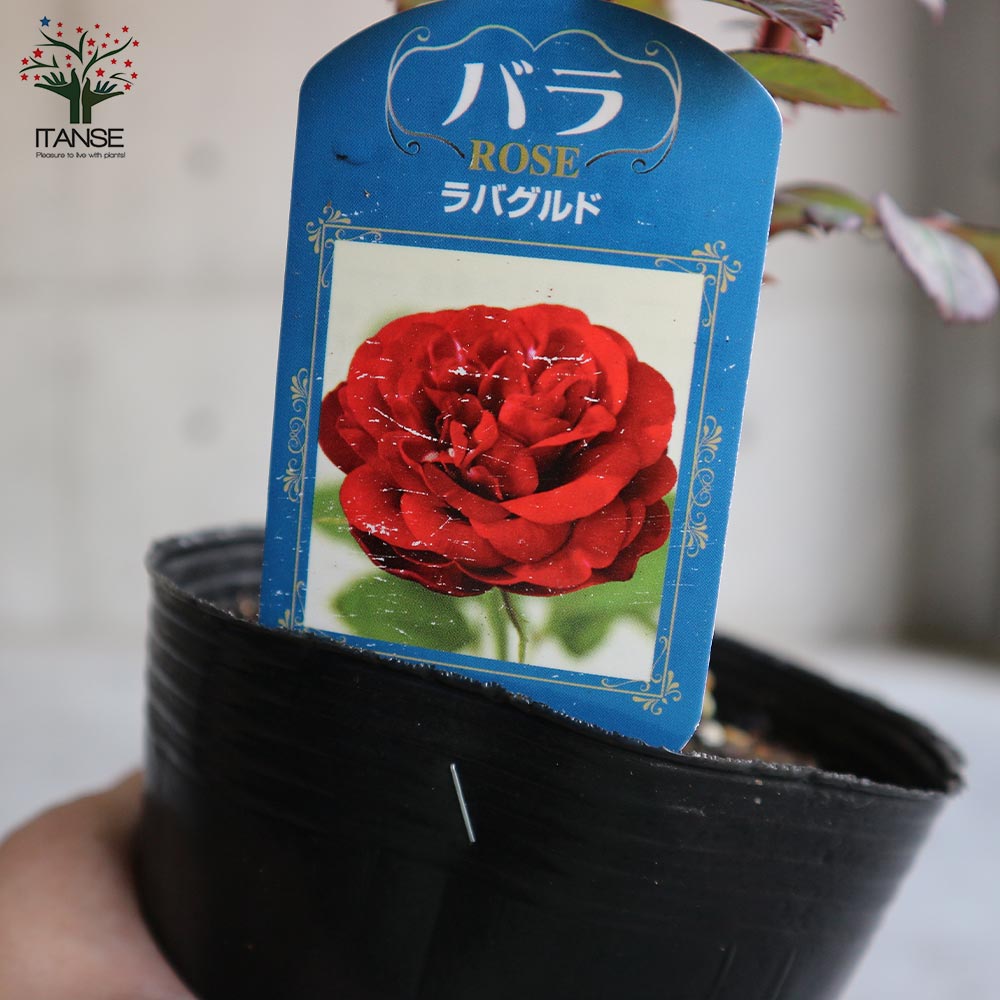 薔薇苗 楽天市場】予約バラ苗 ロサオリエンティス シュリンクス 大苗 7号鉢 紫