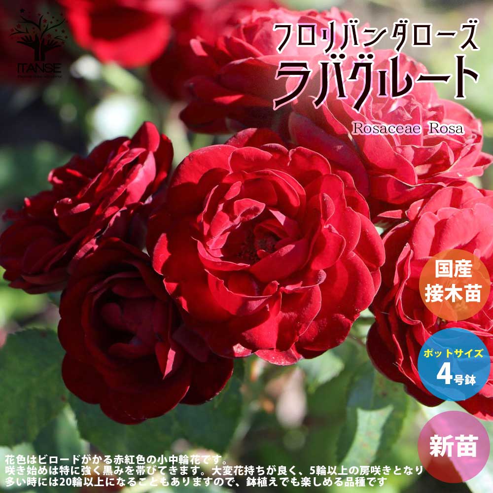 薔薇の苗 ラバグルート (四季咲きフロリバンダローズ)【花苗新苗4号ポット 国産接ぎ木苗／1個売り】