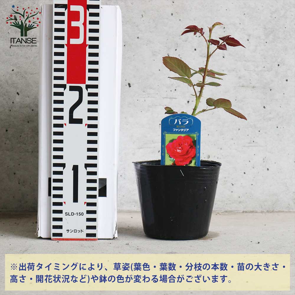 リビジョン ラババン バラ売り 希少種あり カハラジャパン KAHARA ラバーランディングネット Rubber