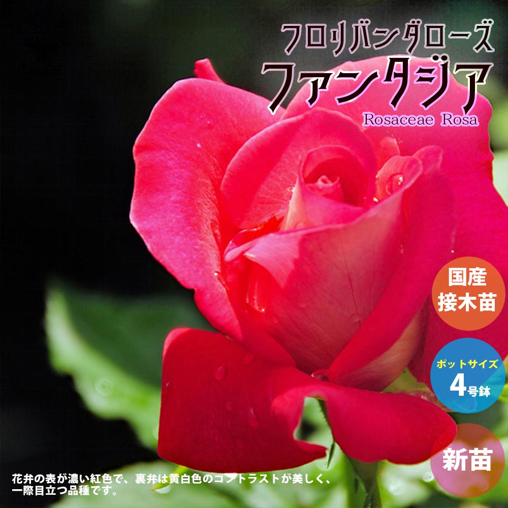 薔薇の苗 ファンタジア (四季咲きフロリバンダローズ)【花苗新苗4号