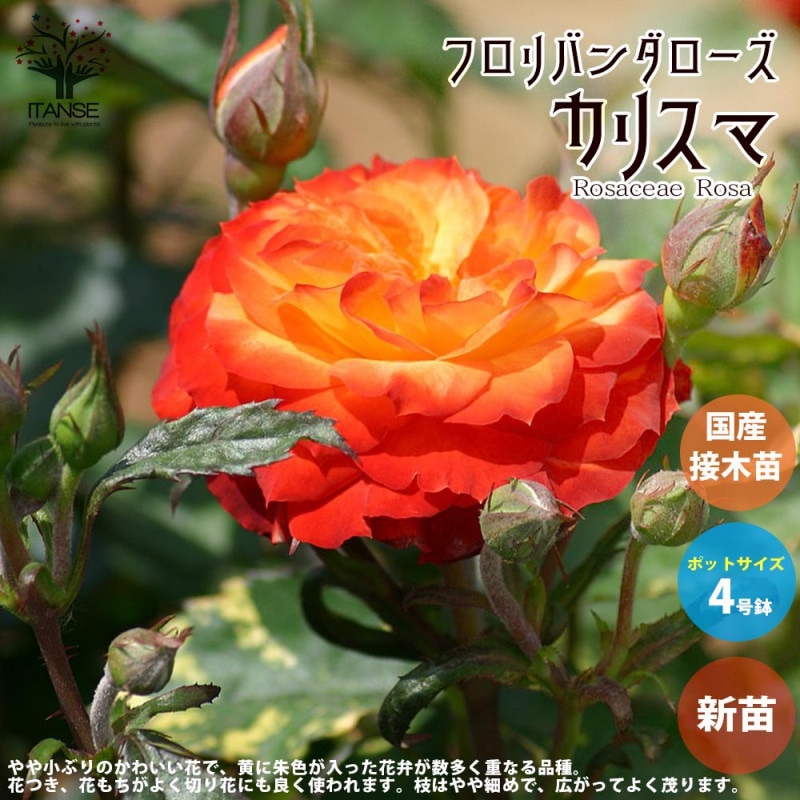 オンライン 薔薇苗 ディズニーランドローズ プーさん 正規品