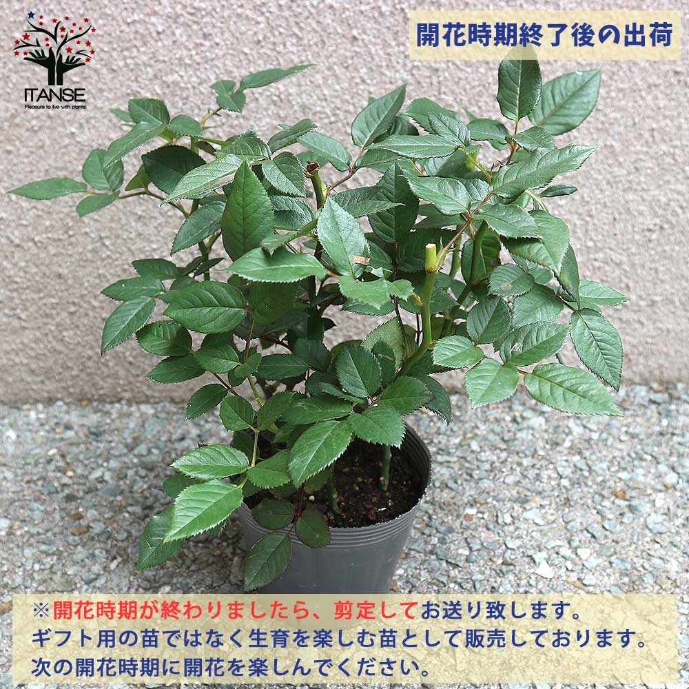 薔薇の苗 カリスマ (四季咲きフロリバンダローズ)【花苗新苗4号ポット