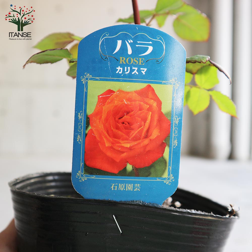 薔薇の苗 カリスマ (四季咲きフロリバンダローズ)【花苗新苗4号ポット