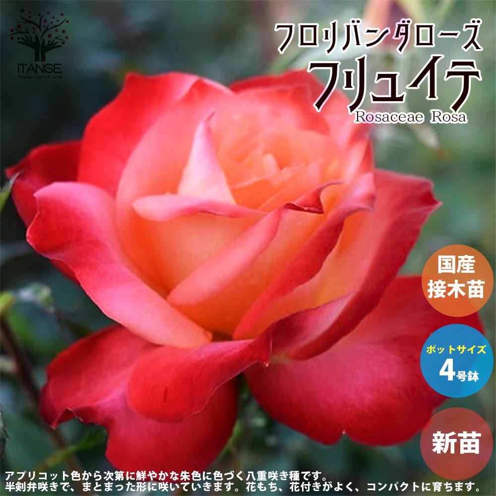 薔薇の苗 フリュイテ (四季咲きフロリバンダローズ)【花苗新苗4号ポット 国産接ぎ木苗／1個売り】