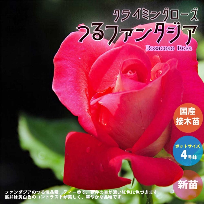 薔薇の苗 ファンタジア (四季咲きフロリバンダローズ)【花苗新苗4号