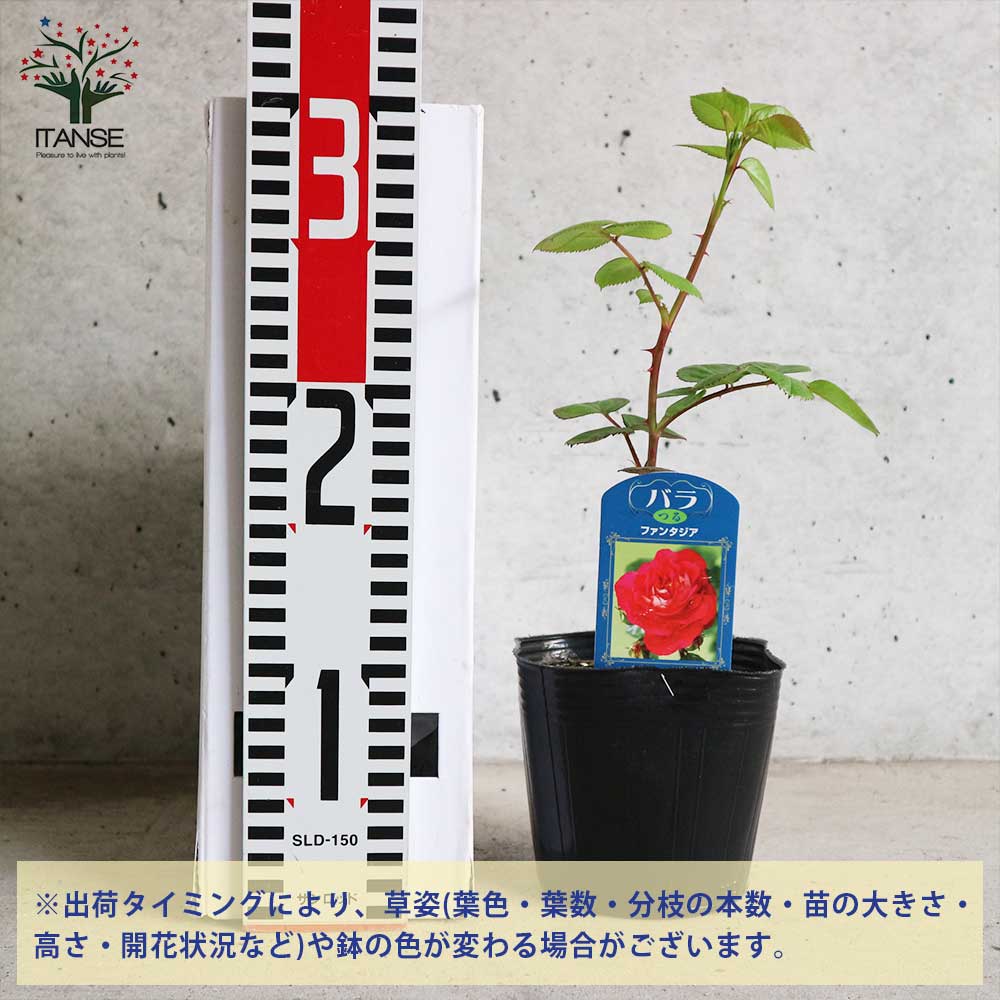 薔薇の苗 つるファンタジア (クライミングローズ)【花苗新苗4号ポット