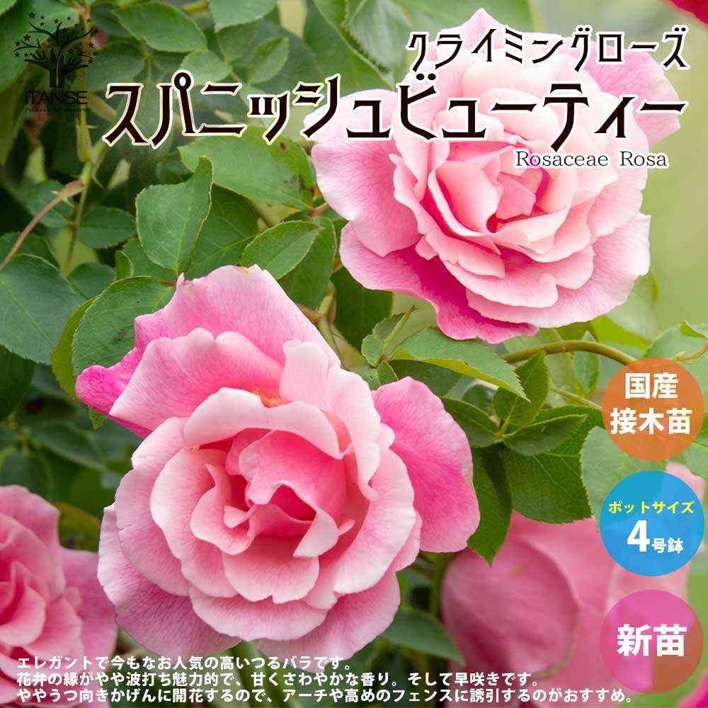 薔薇の苗 スパニッシュビューティー (クライミングローズ)【花苗新苗4号ポット 国産接ぎ木苗／1個売り】