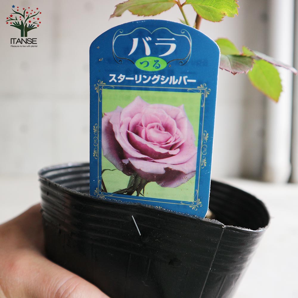 薔薇の苗 つるスターリングシルバー (クライミングローズ)【花苗