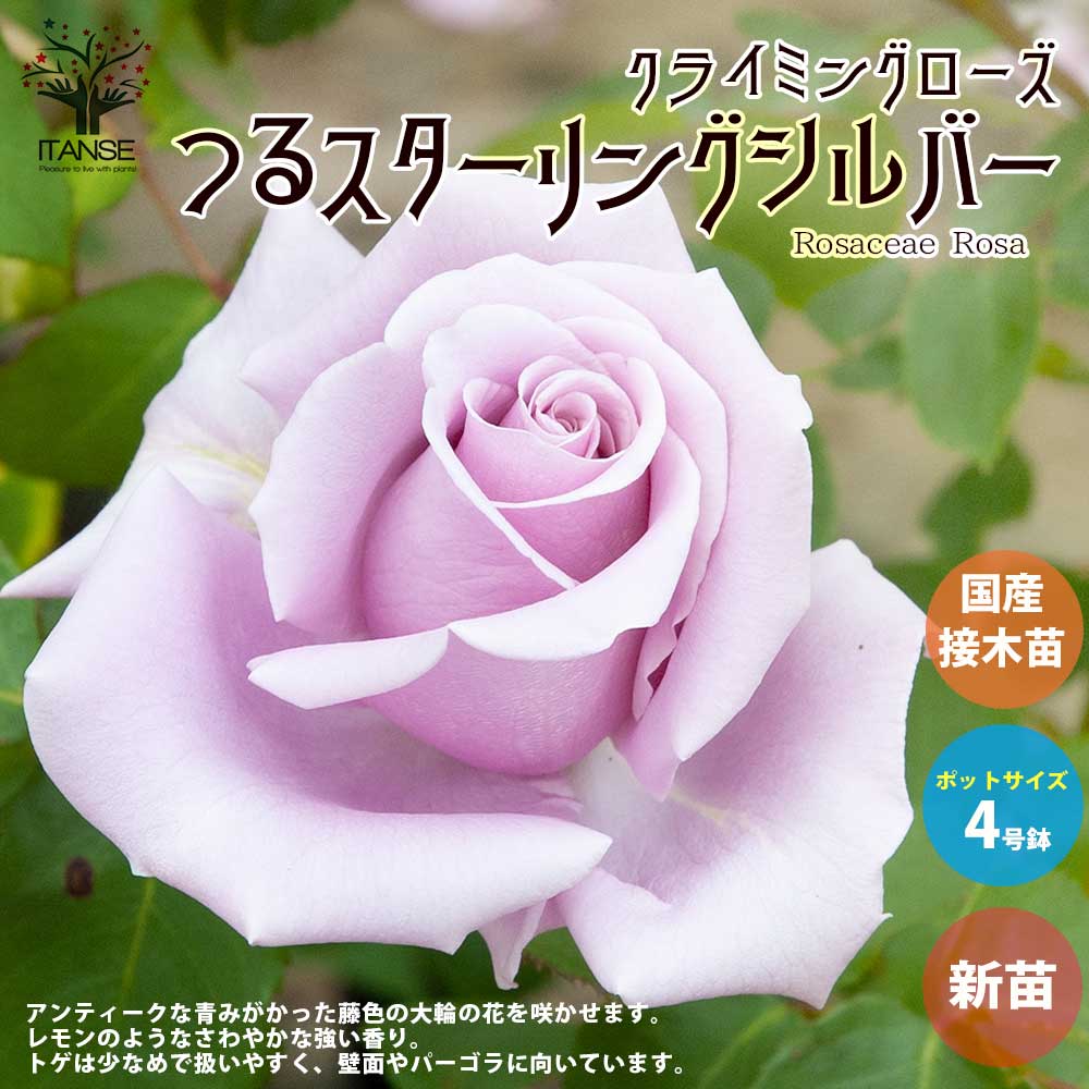 薔薇の苗 つるスターリングシルバー (クライミングローズ)【花苗新苗4号ポット 国産接ぎ木苗／1個売り】
