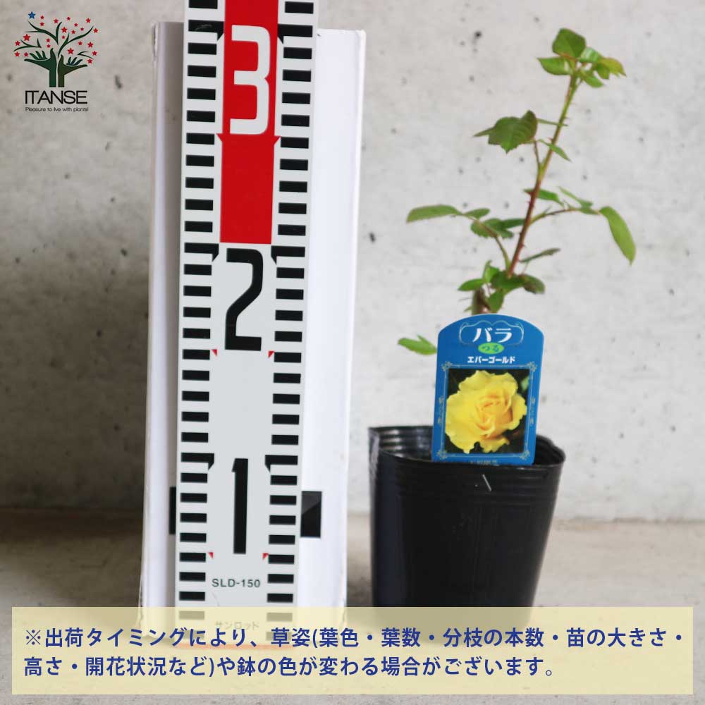 薔薇の苗 エバーゴールド (クライミングローズ)【花苗新苗4号ポット
