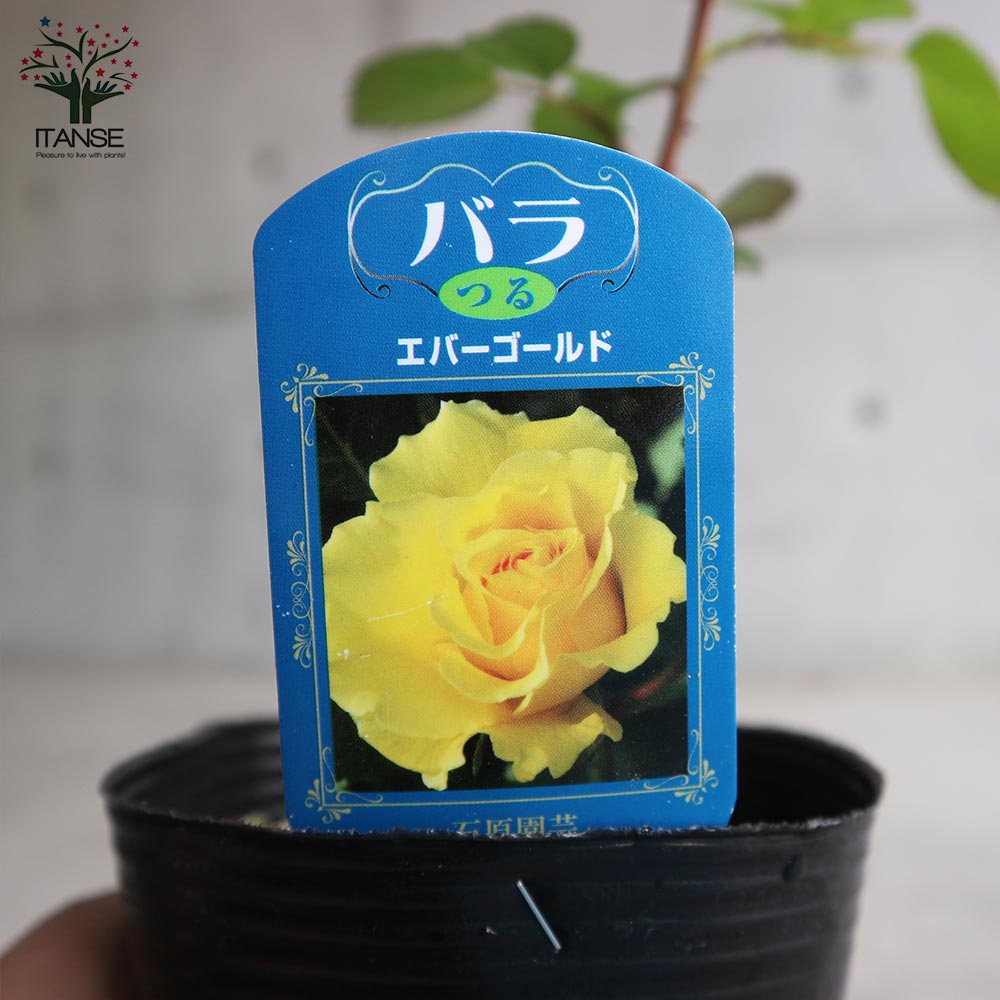 ご確認用バラ苗　バラ挿し木苗　エセル③ ご確認用バラ苗 バラ挿し木苗 エセル③ バラ挿し木苗