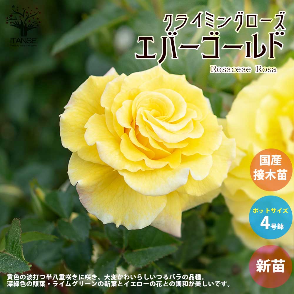 薔薇の苗 エバーゴールド (クライミングローズ)【花苗新苗4号ポット