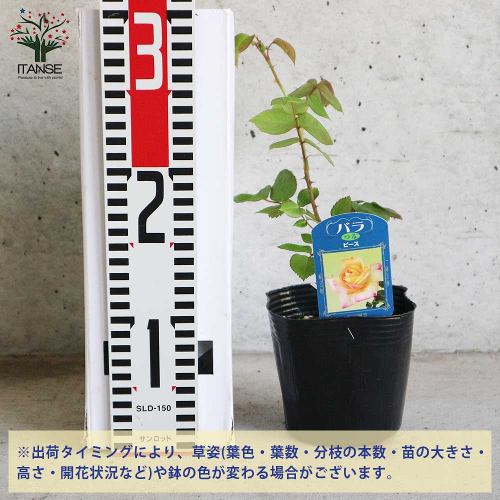 薔薇の苗 つるピース (クライミングローズ)【花苗新苗4号ポット 薔薇の苗 つるピース (クライミングローズ)【花苗新苗4号ポット