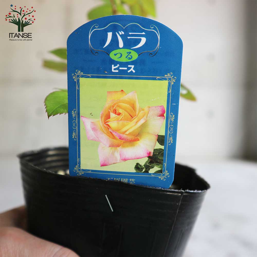薔薇の苗 つるピース (クライミングローズ)【花苗新苗4号ポット 国産