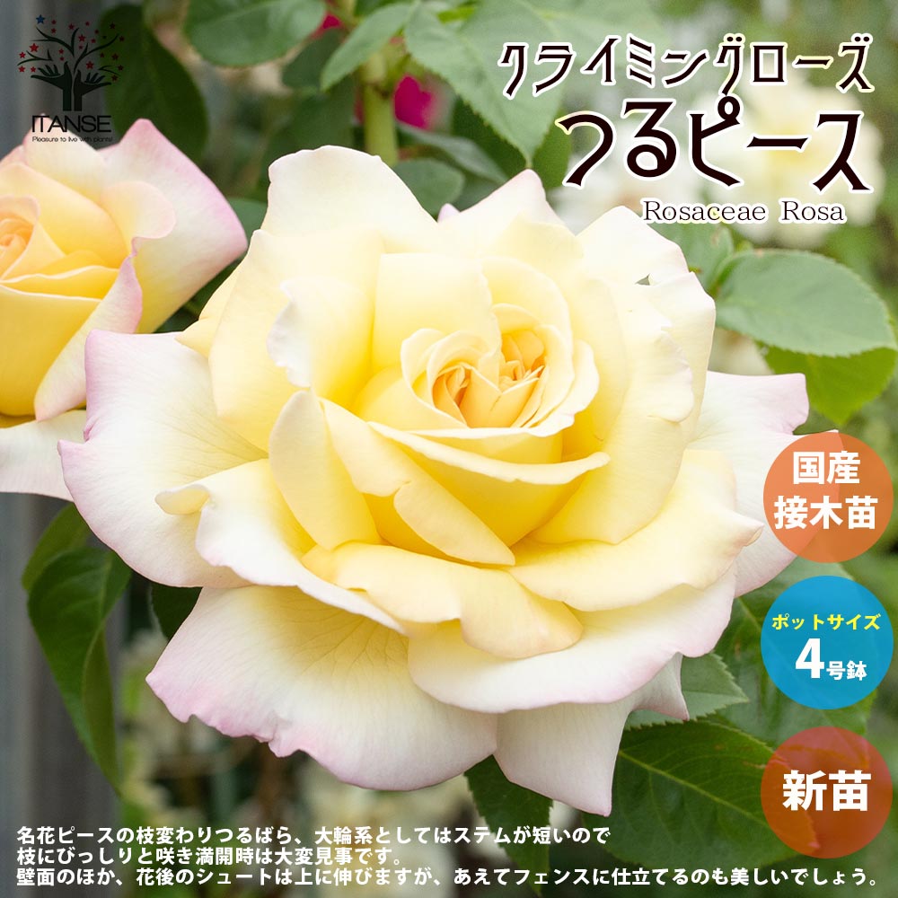 薔薇の苗 つるピース (クライミングローズ)【花苗新苗4号ポット 国産