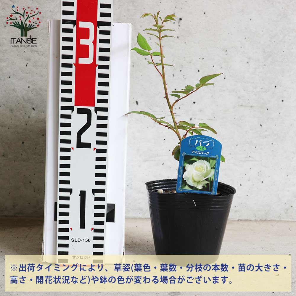 １１１つるアイスバーグ 抜き苗 つるアイスバーグ 剪定と誘引3年目への挑戦！ - YouTube