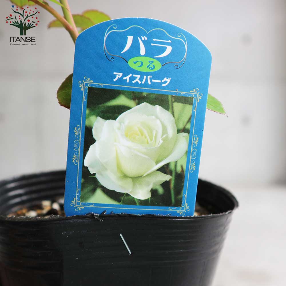 薔薇の苗 つるアイスバーグ (クライミングローズ)【花苗新苗4号ポット