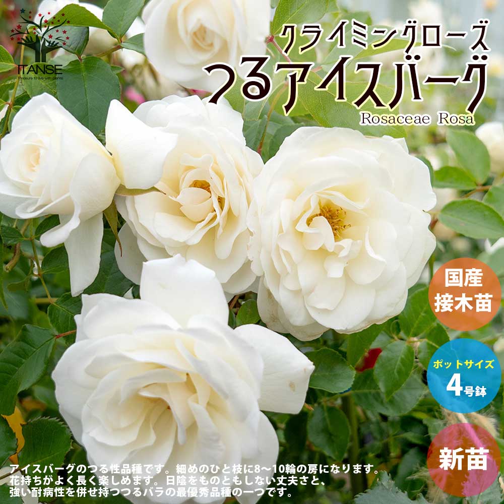 １１１つるアイスバーグ 抜き苗 バラ苗つるアイスバーグの挿し木抜き苗 ア15 - メルカリ
