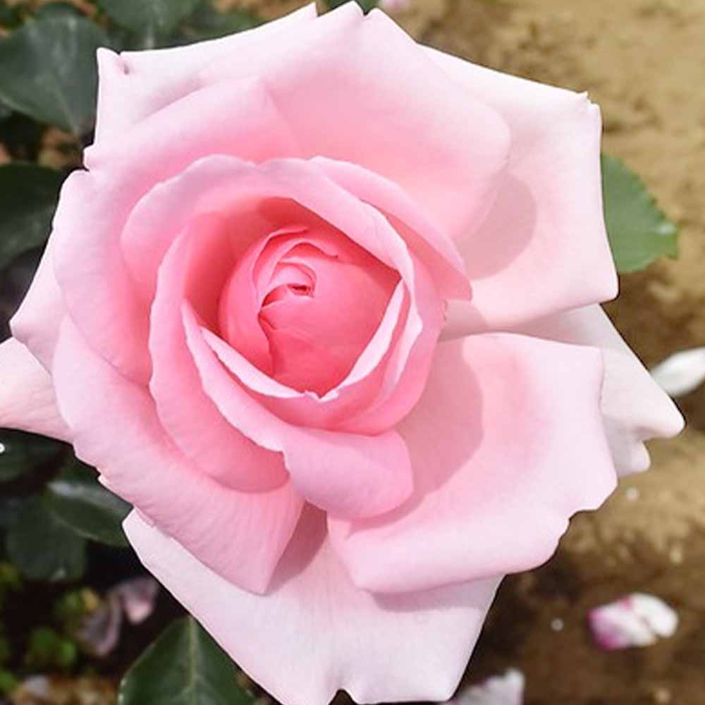 薔薇の苗 羽衣 (Hagoromo) (クライミングローズ)【花苗新苗4号ポット 国産接ぎ木苗／1個売り】