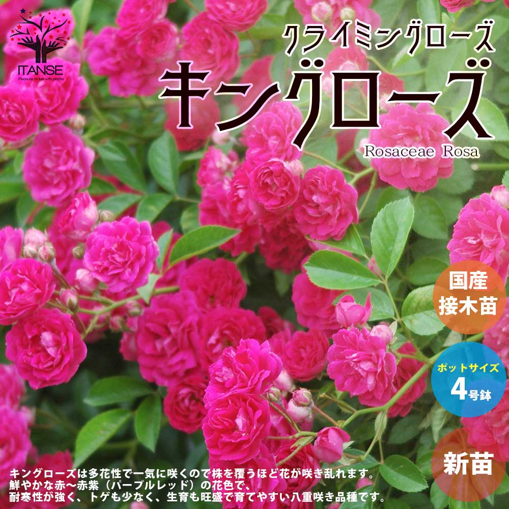 薔薇の苗 キングローズ (クライミングローズ)【花苗新苗4号ポット 国産