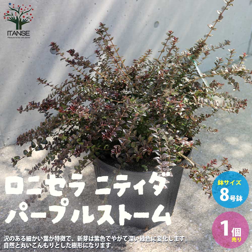 ロニセラ ニティダ・パープルストーム【花苗 8号ナーセリーポット大苗／1個売り】