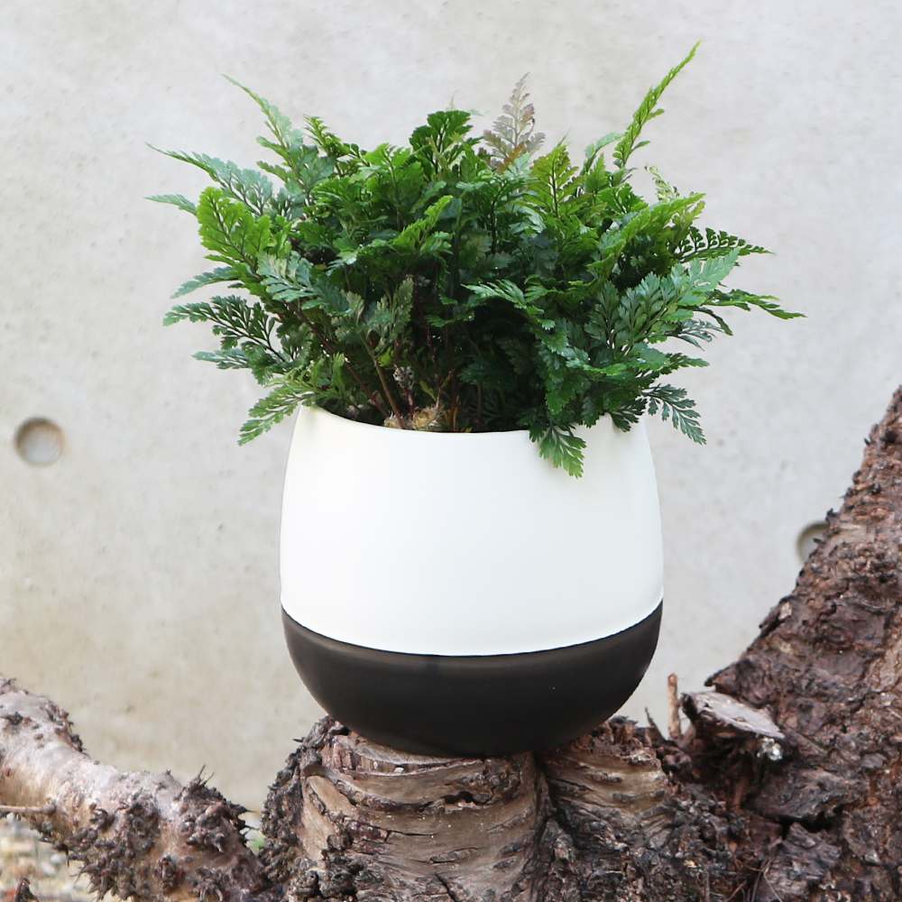 シダ トキワシノブ【観葉植物 4号エッグ鉢／1個売り】｜ 【植物の