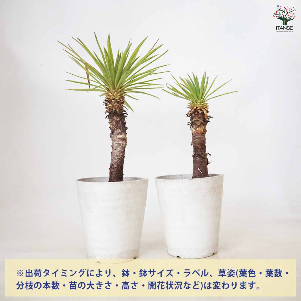 ユッカ・デスメティアーナ【観葉植物 5号鉢(銀緑)／1個売り】｜ 【植物