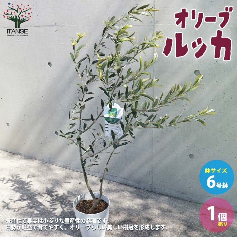 オリーブの苗木 ルッカ【果樹の苗木 7号白テーパード鉢／1個売り