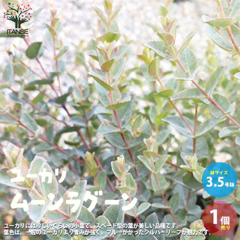 ユーカリの苗木 グニー【庭木 8号ポット／1個売り】｜ 【植物の