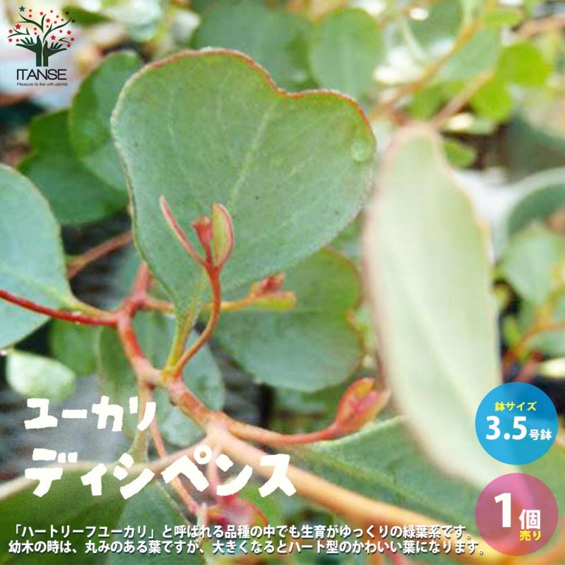ユーカリ ポリアンセモス(ポポラス)【花苗 3号ロングポット】｜ 【植物