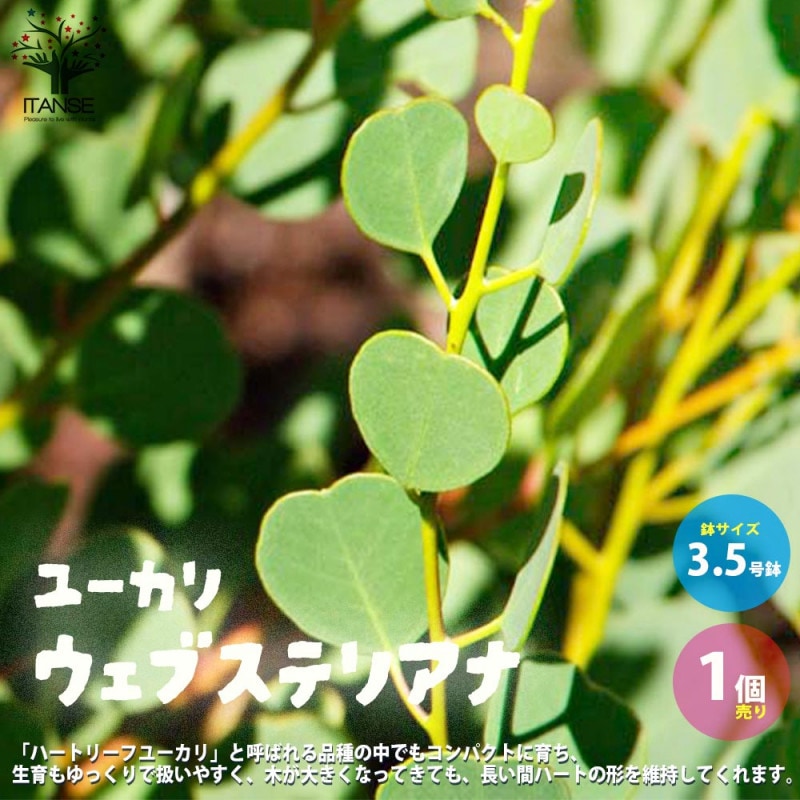 ユーカリ グニー 【花木苗 5号／1個売り】｜ 【植物のITANSE