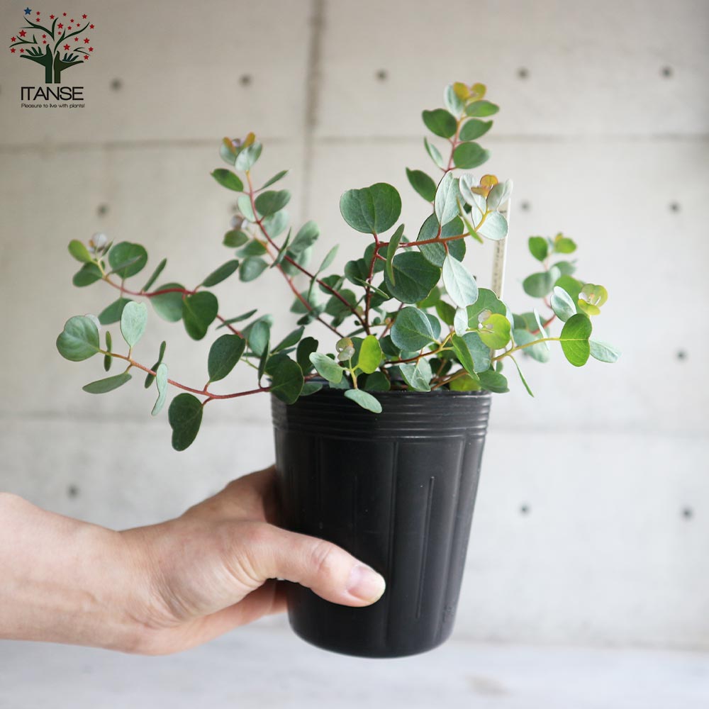 ユーカリ ウェブステリアナ【庭木 3.5号ポット苗／1個売り】｜ 【植物