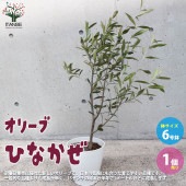 オリーブの苗木 品種：ひなかぜ【果樹の苗 木 6号白テーパード鉢Mサイズ／1個売り】|オリーブ|植木・花木
