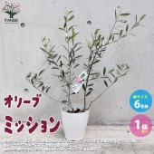 オリーブの苗木 品種：ミッション【果樹の苗 木 6号白テーパード鉢Mサイズ／1個売り】|オリーブ|植木・花木