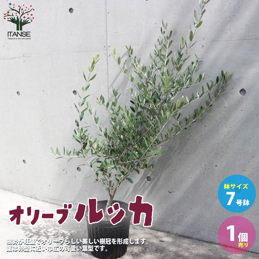 オリーブの苗木 品種：ルッカ【果樹の苗 木 7号ナーセリーポット黒鉢／1個売り】