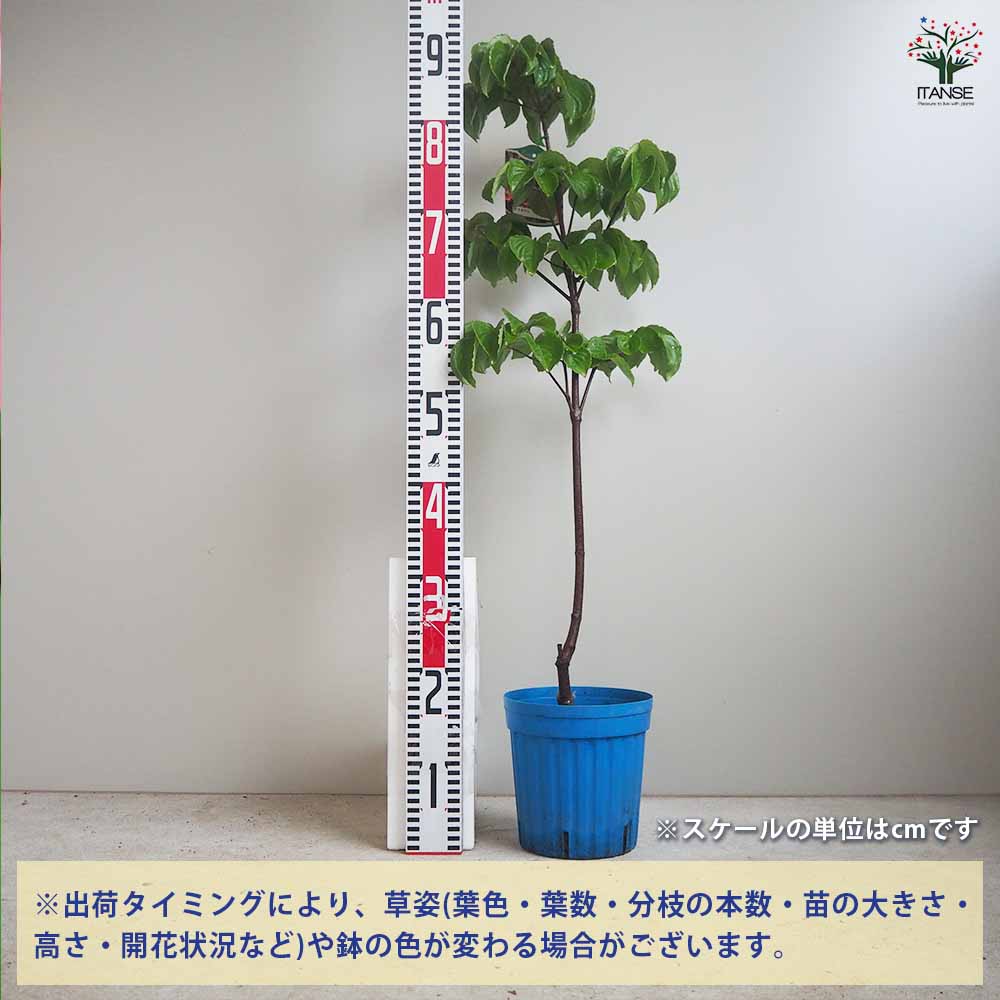 ヤマボウシ 赤花【花苗 5～6号ポット／1個売り】｜ 【植物の