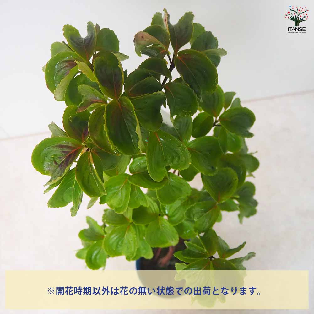 希少な赤花 常緑ヤマボウシ大株 6.10撮影 花終わりの為値下げ