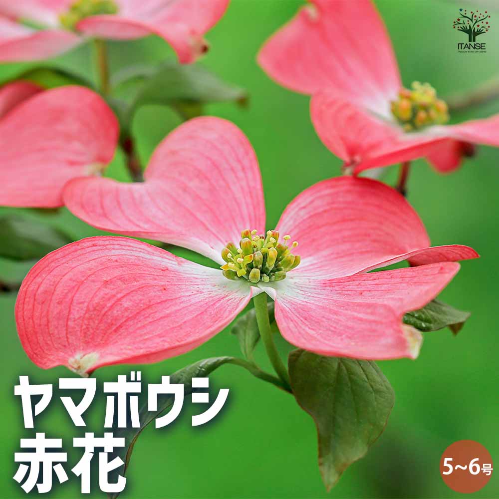 ヤマボウシ 赤花【花苗 5～6号ポット／1個売り】｜ 【植物の