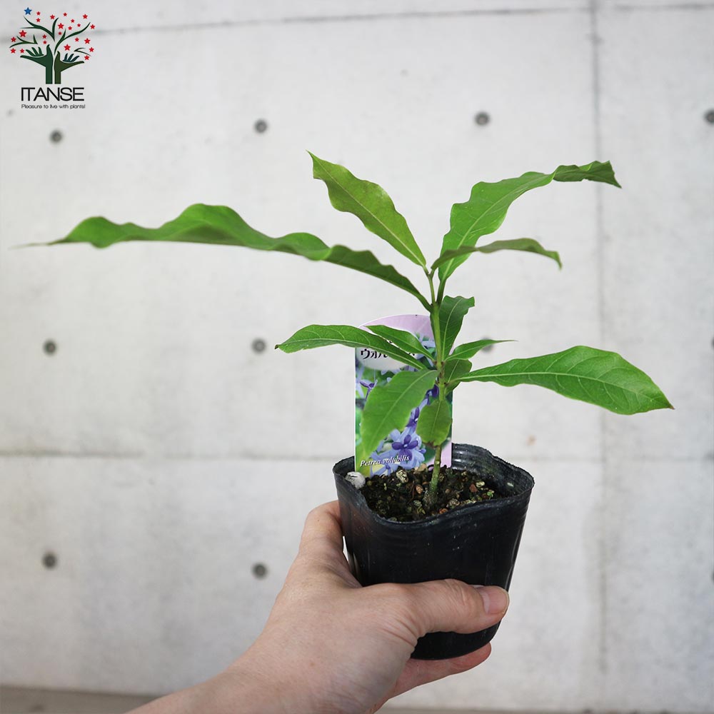 ペトレア・ヴォルビリス【花苗9cmポット苗／1個売り】｜ 【植物の