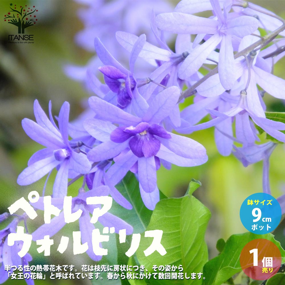 ペトレア白　大苗 ペトレア白 大苗