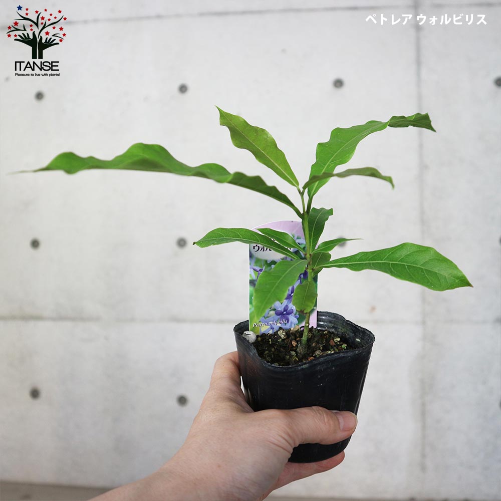 ペトレア・ヴォルビリス&アルビフロラ【花苗9cmポット苗／2品種各1個