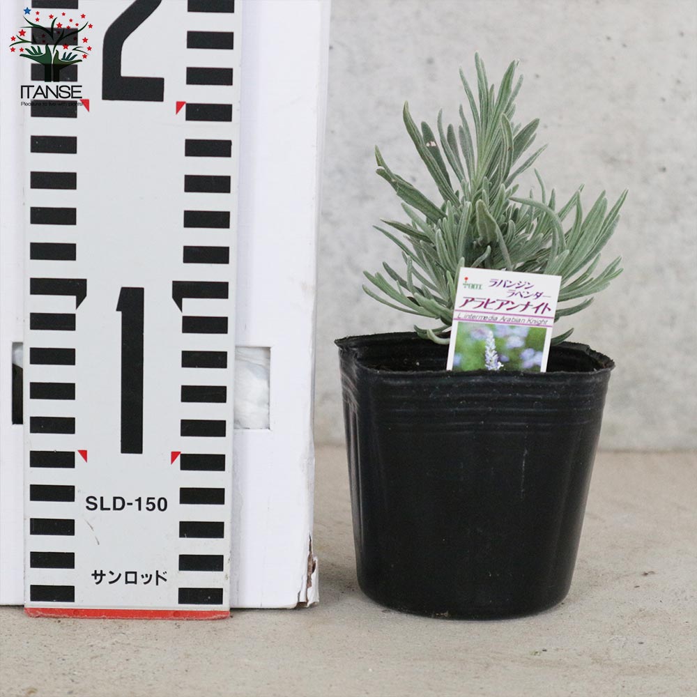 2株セット特別価格 北海道産 アスパラガス 株 苗 弱から 